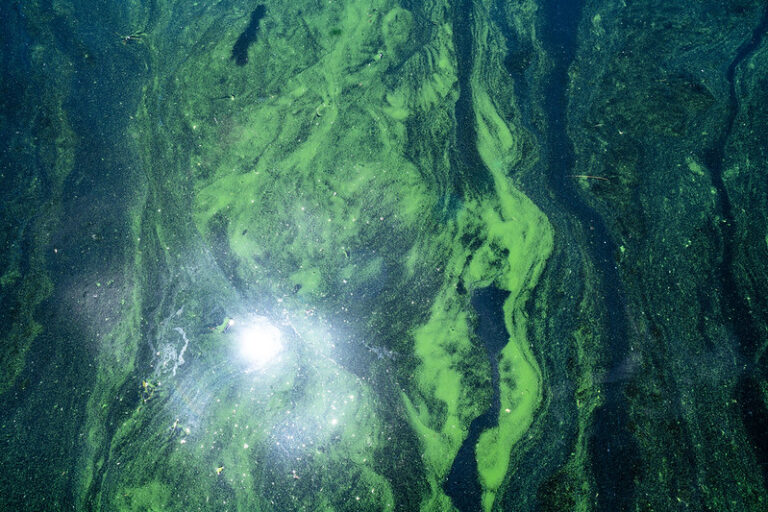 51207910265_9d6bbab539_c