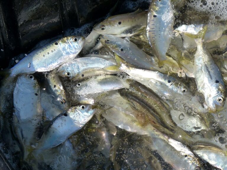 AtlMenhaden_FrankMarenghi_-MDDNR