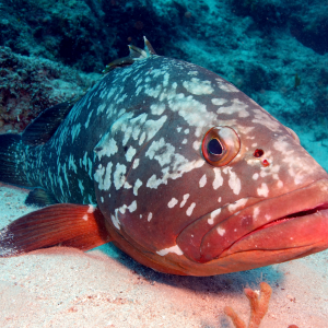 Grouper