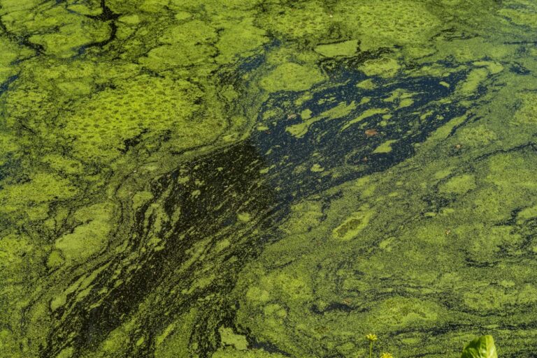 algae-bloom-Large