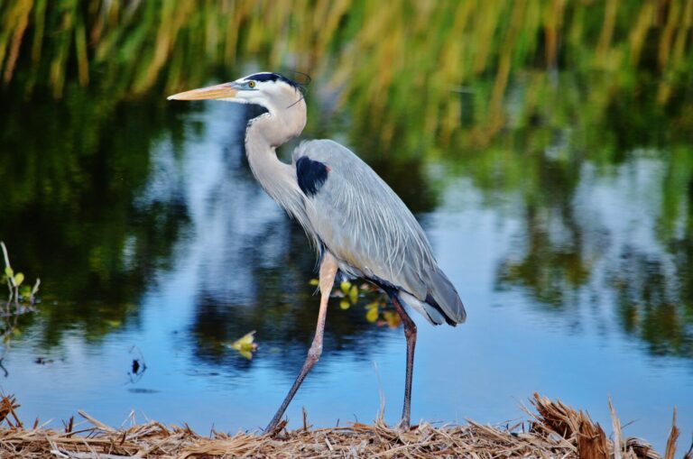 blue-heron-4903264_1920