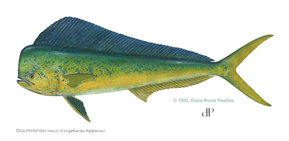 dolphinfishdrp