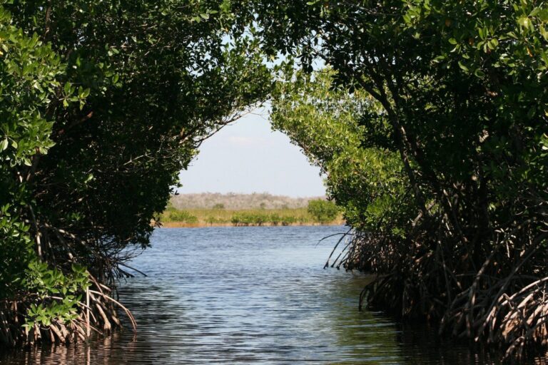everglades-73423_1920