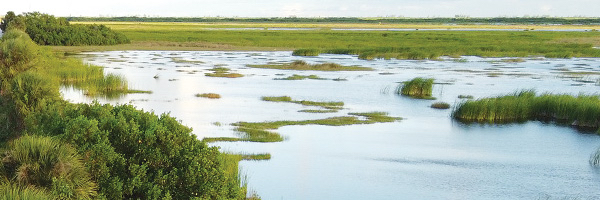 everglades-copy