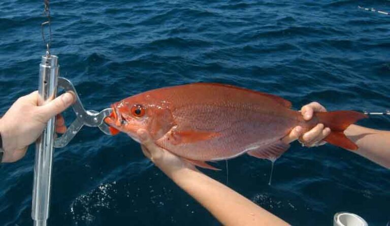 FWC Artificial Reef Program