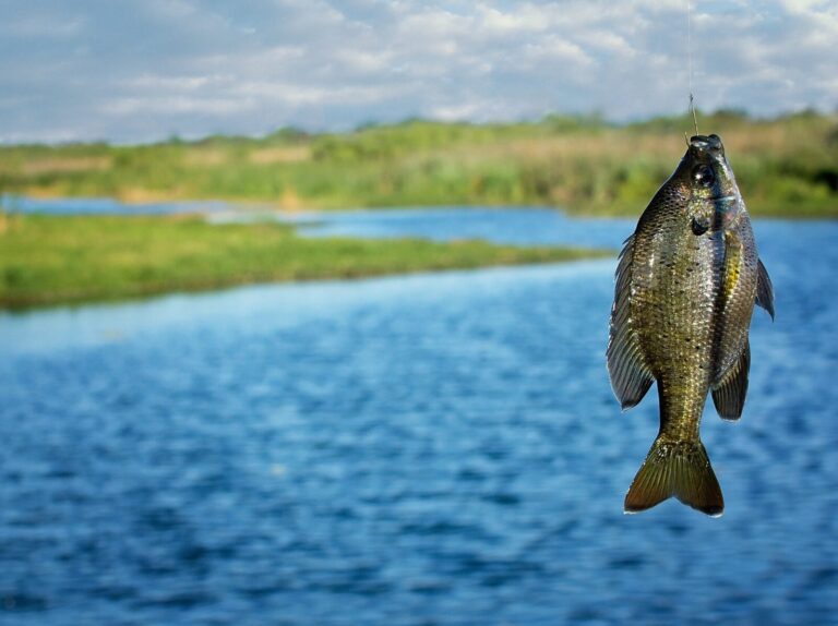 fishing-2047563_1920