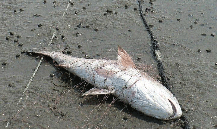 gillnet
