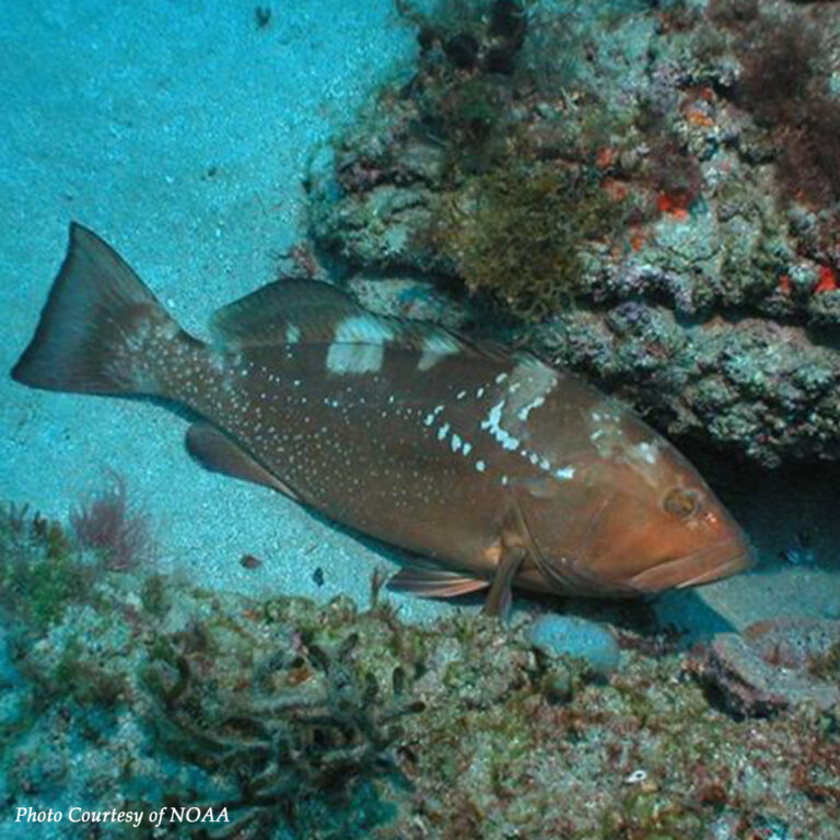 red-grouper