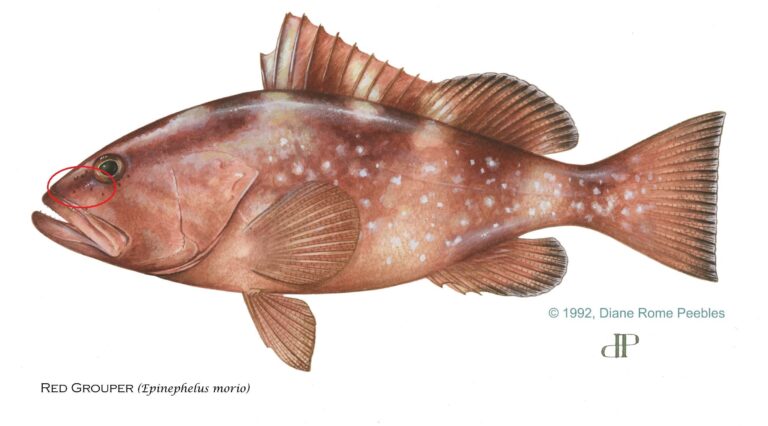 red-grouper-circle