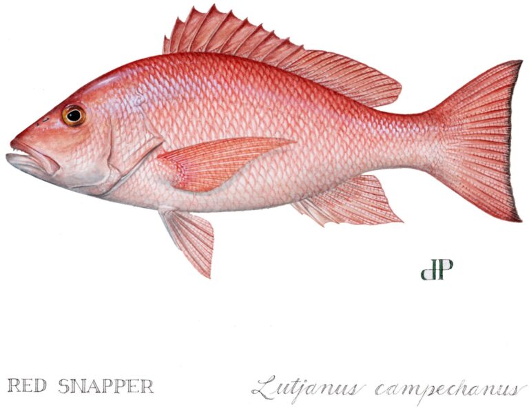 red-snapper-scaled