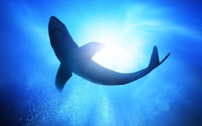 shark-underwater