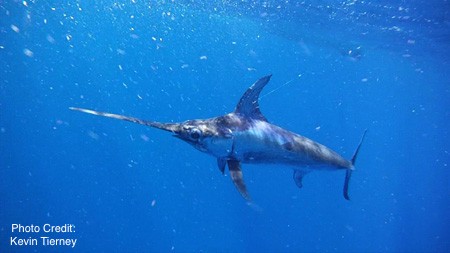 swordfish